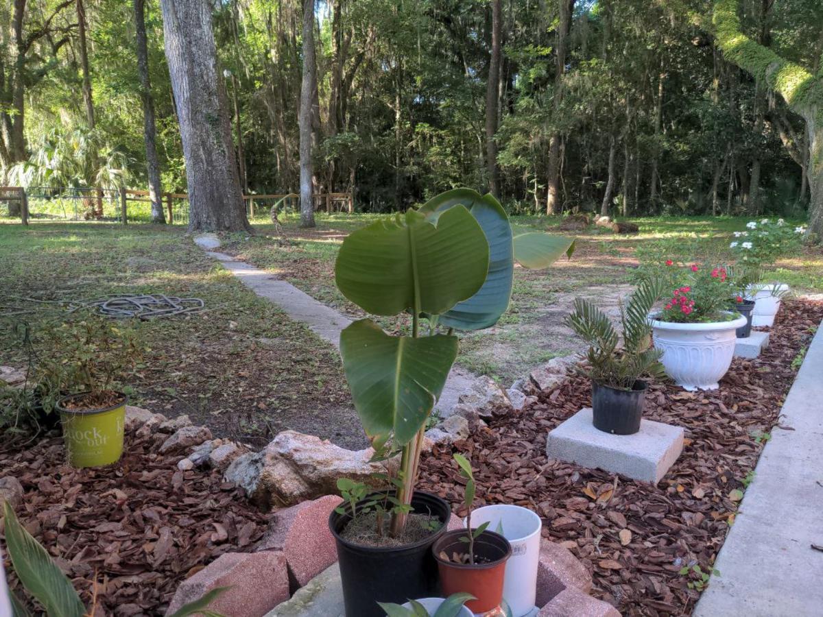 Micanopy Countyline Cottages 외부 사진